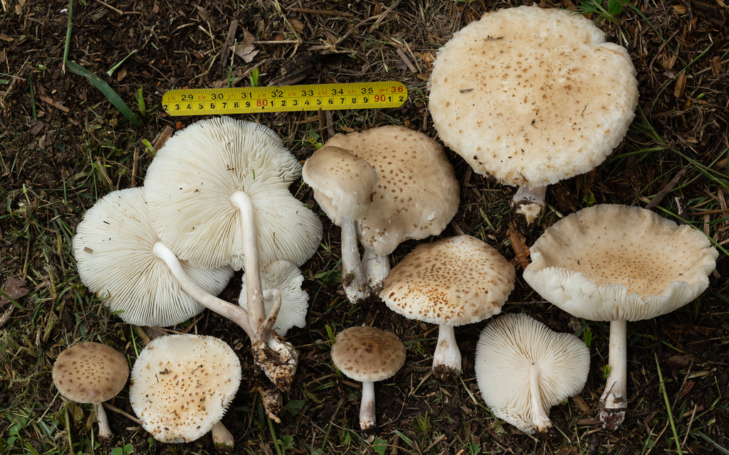 Oudemansiella cubensis · January 2022 · photo: © deniszabin (iNaturalist, cc-by)
