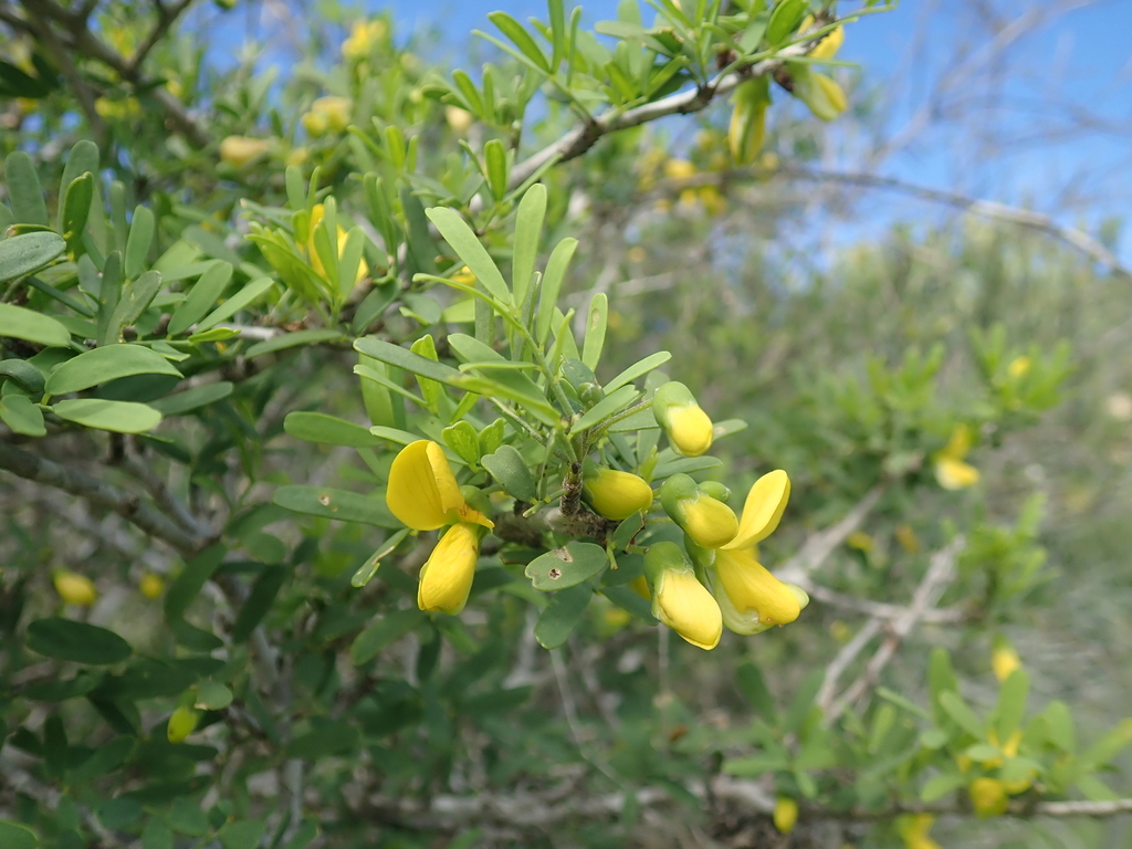 Ormocarpopsis tulearensis