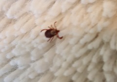 Dermacentor andersoni