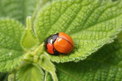 Coelophora biplagiata