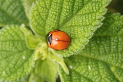 Coelophora biplagiata
