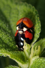 Coelophora biplagiata