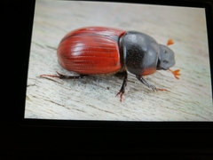 Aphodius