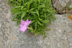Dianthus longicalyx