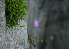Dianthus longicalyx