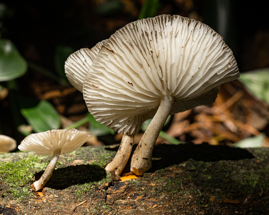 Oudemansiella platensis · February 2021 · photo: © deniszabin (iNaturalist, cc-by)