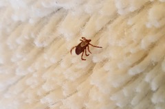 Dermacentor andersoni