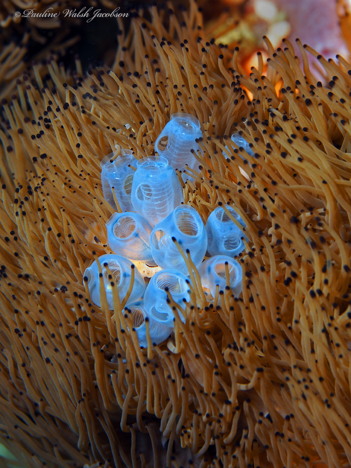 Clavelina moluccensis