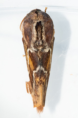 Eutricha bifascia