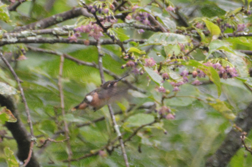 Slender-tailed Woodstar (Microstilbon burmeisteri), photo 6