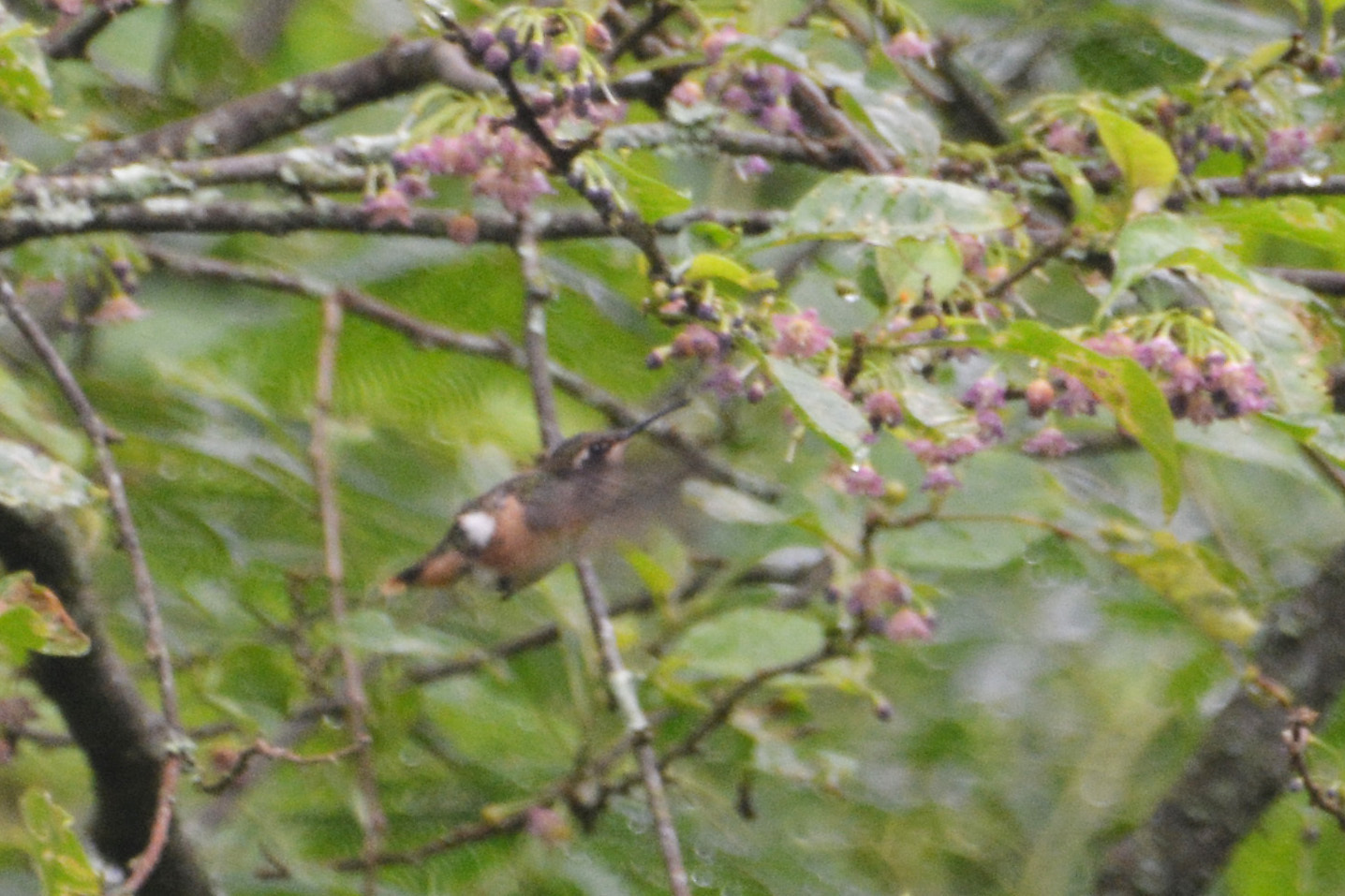 Slender-tailed Woodstar (Microstilbon burmeisteri), photo 6