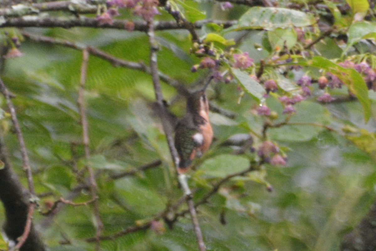 Slender-tailed Woodstar (Microstilbon burmeisteri), photo 7