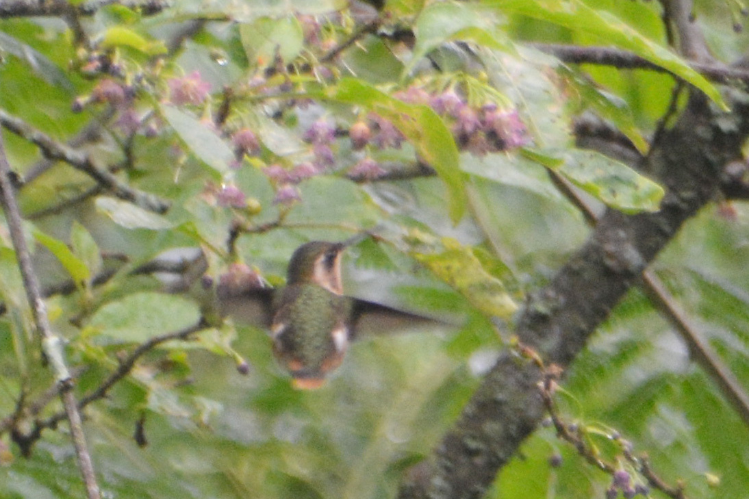 Slender-tailed Woodstar (Microstilbon burmeisteri), photo 8