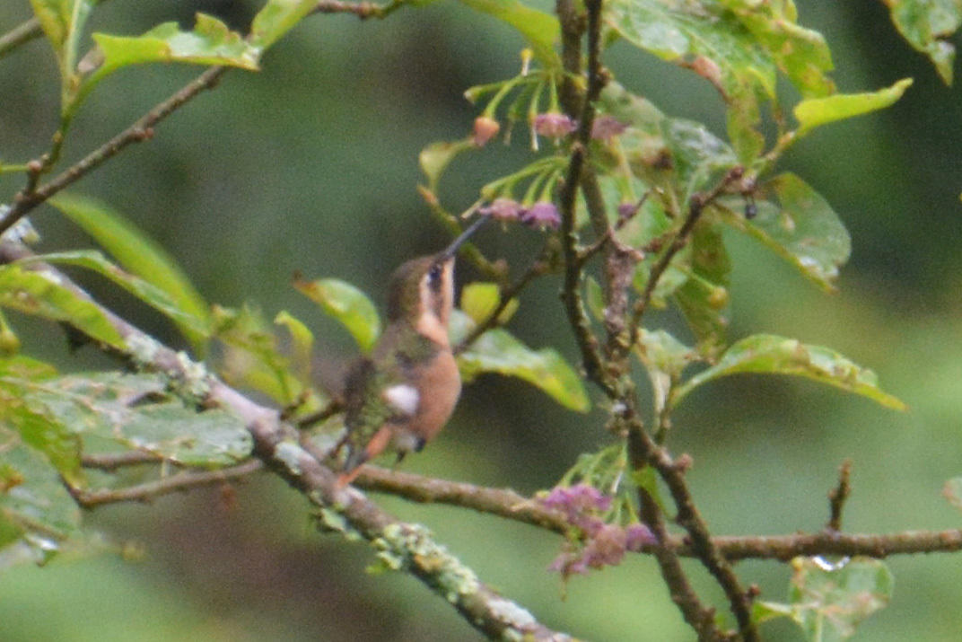 Slender-tailed Woodstar (Microstilbon burmeisteri), photo 9