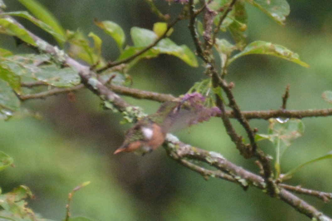 Slender-tailed Woodstar (Microstilbon burmeisteri), photo 10