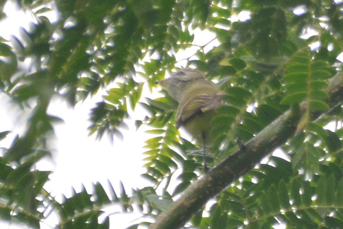 Sclater's Tyrannulet (Phyllomyias sclateri), photo 4