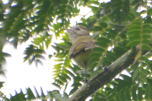 Sclater's Tyrannulet (Phyllomyias sclateri), photo 5