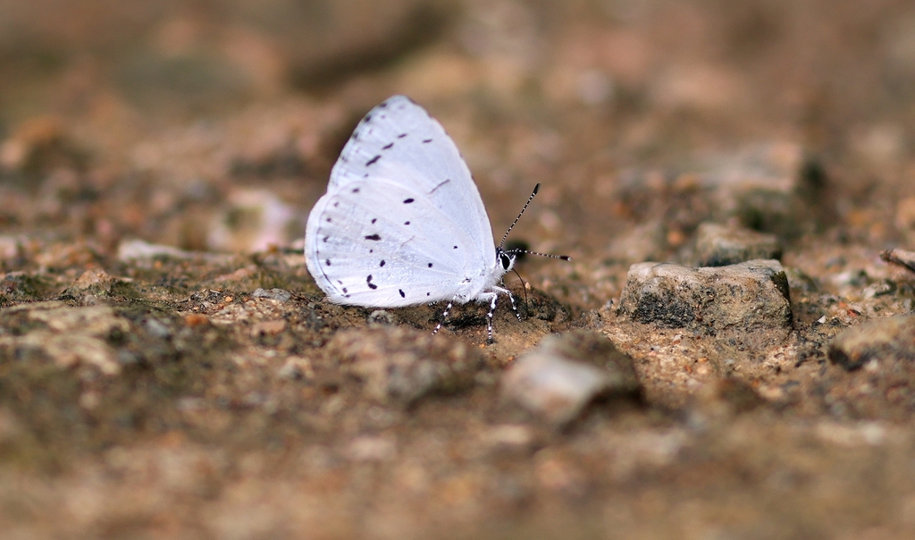 Albocerulean
