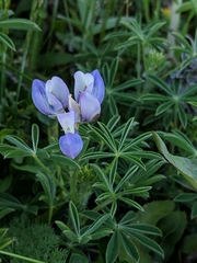 Lupinus variicolor