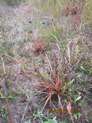Juncus caespiticius