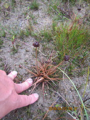 Juncus caespiticius
