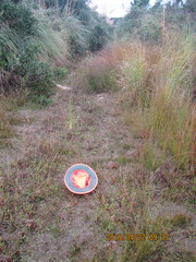 Juncus caespiticius