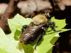 Laphria flavicollis