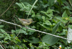 Emberiza sulphurata