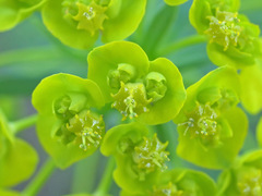 Euphorbia cyparissias