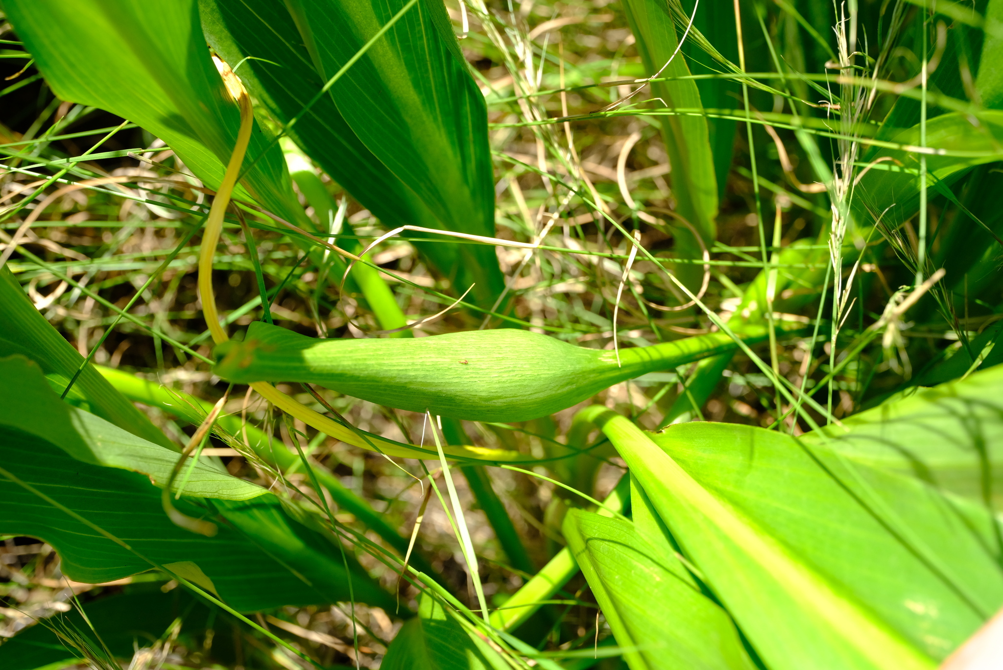 Imagem de Lírio de Calla