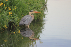 Ardea cinerea