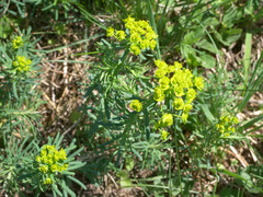 Euphorbia cyparissias
