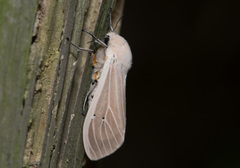 Creatonotos transiens vacillans