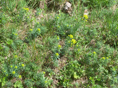 Euphorbia cyparissias