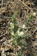 Henrya insularis