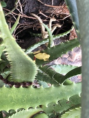 Hyperolius viridiflavus