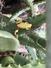 Hyperolius viridiflavus