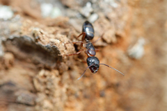 Camponotus fallax