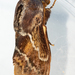Barred Lappet - Photo (c) magriet b, some rights reserved (CC BY-SA), uploaded by magriet b