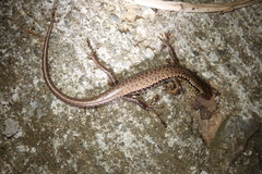 Sphenomorphus incognitus