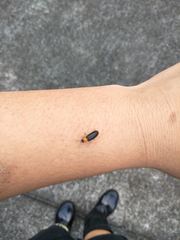 Abscondita cerata