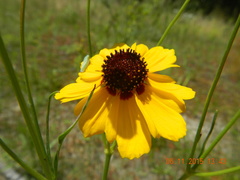 Helenium autumnale