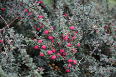 Cotoneaster microphyllus