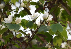 Bauhinia acuminata