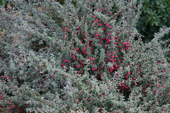 Cotoneaster microphyllus
