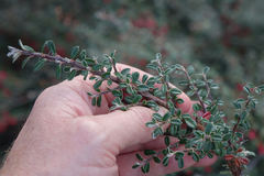 Cotoneaster microphyllus