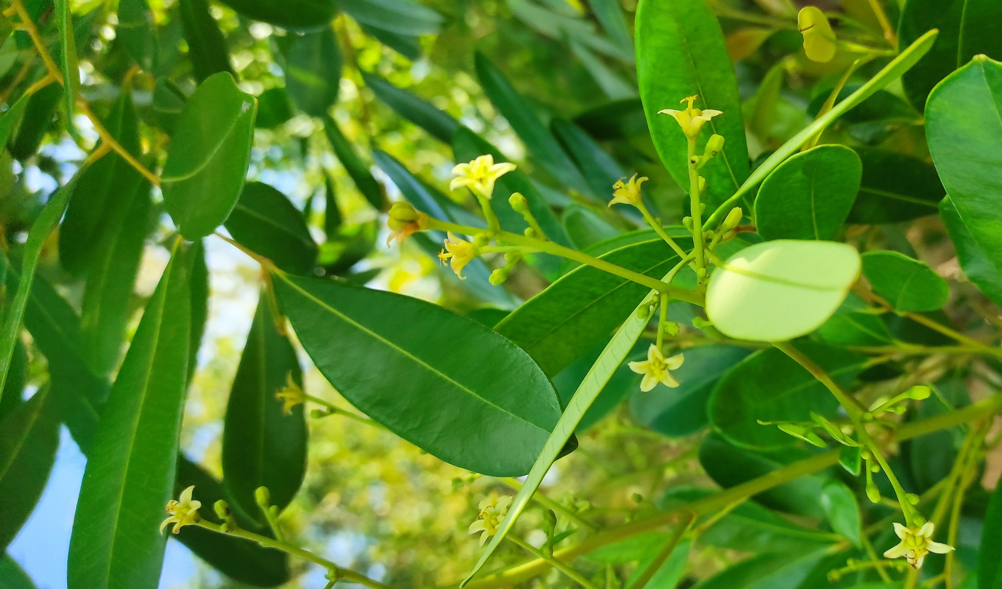 Simarouba berteroana