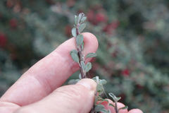 Cotoneaster microphyllus