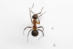 Formica polyctena