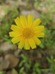 Tetraneuris linearifolia